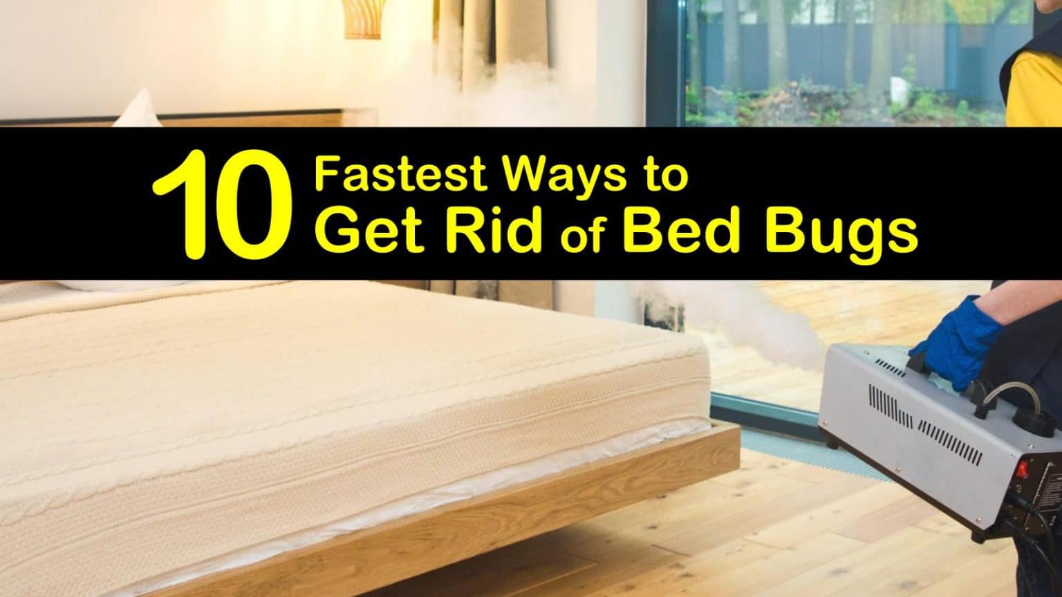 10 of the Fastest Ways to Get Rid of Bed Bugs
