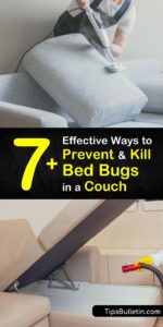 7+ Effective Ways to Prevent and Kill Bed Bugs in a Couch