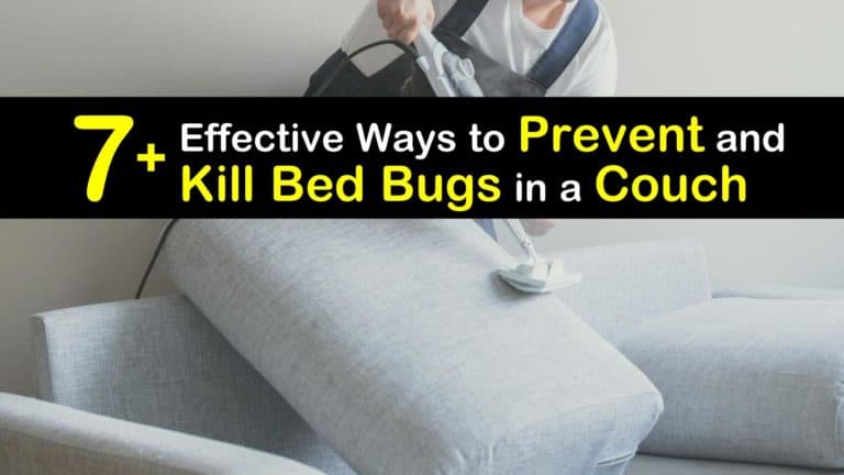 buying used sofa bed bugs
