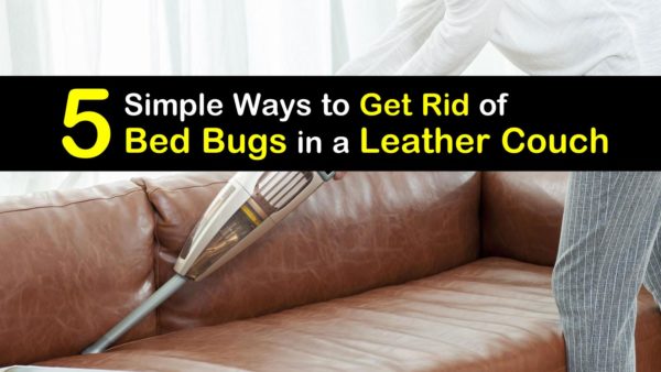 kill bed bugs leather sofa