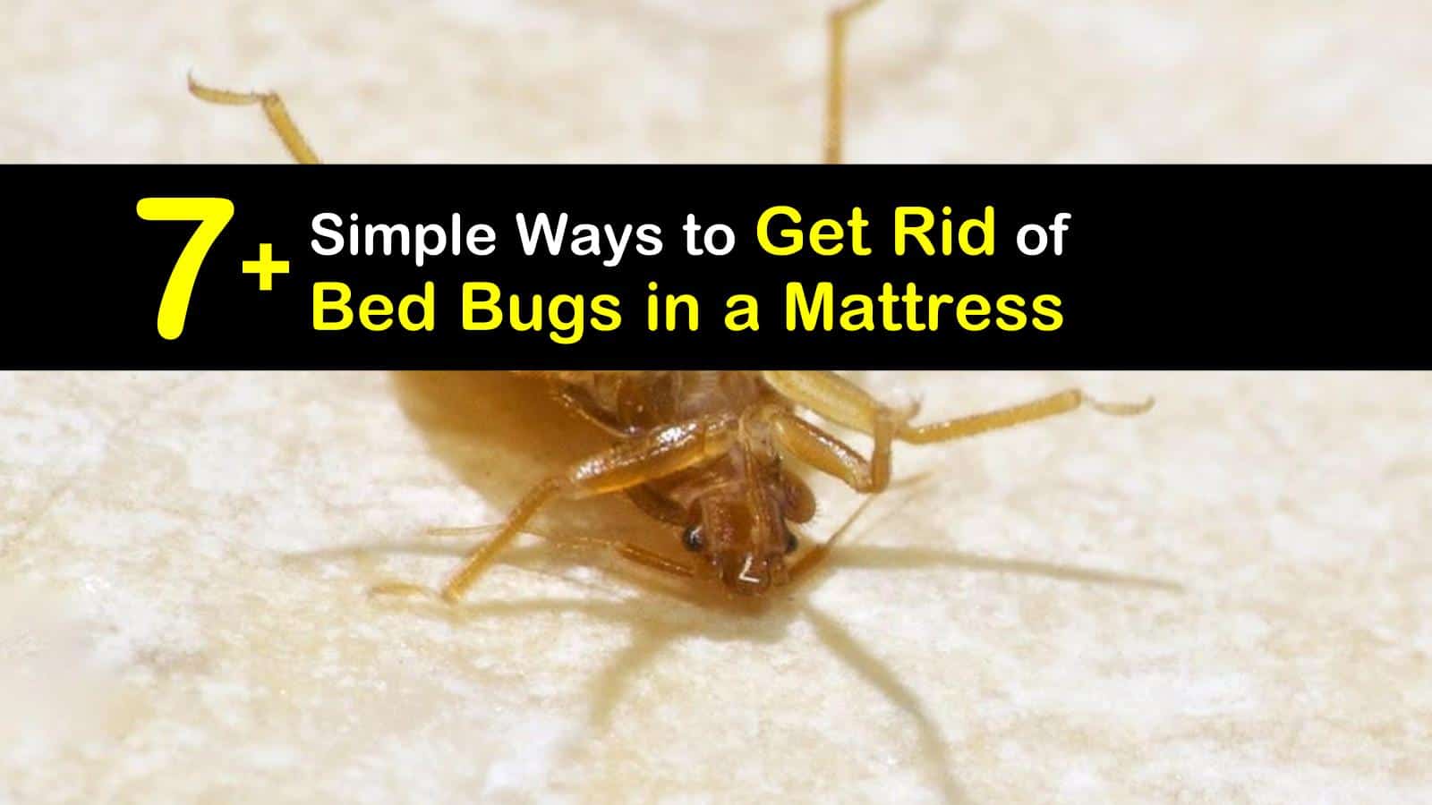 too of mattress with bed bugs