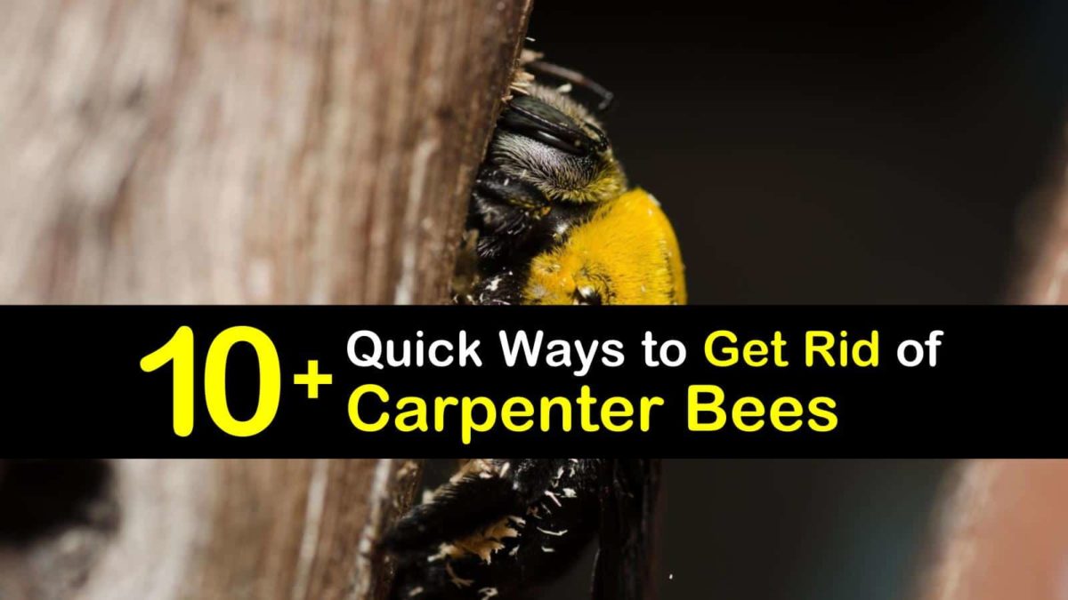 spraying for carpenter bees