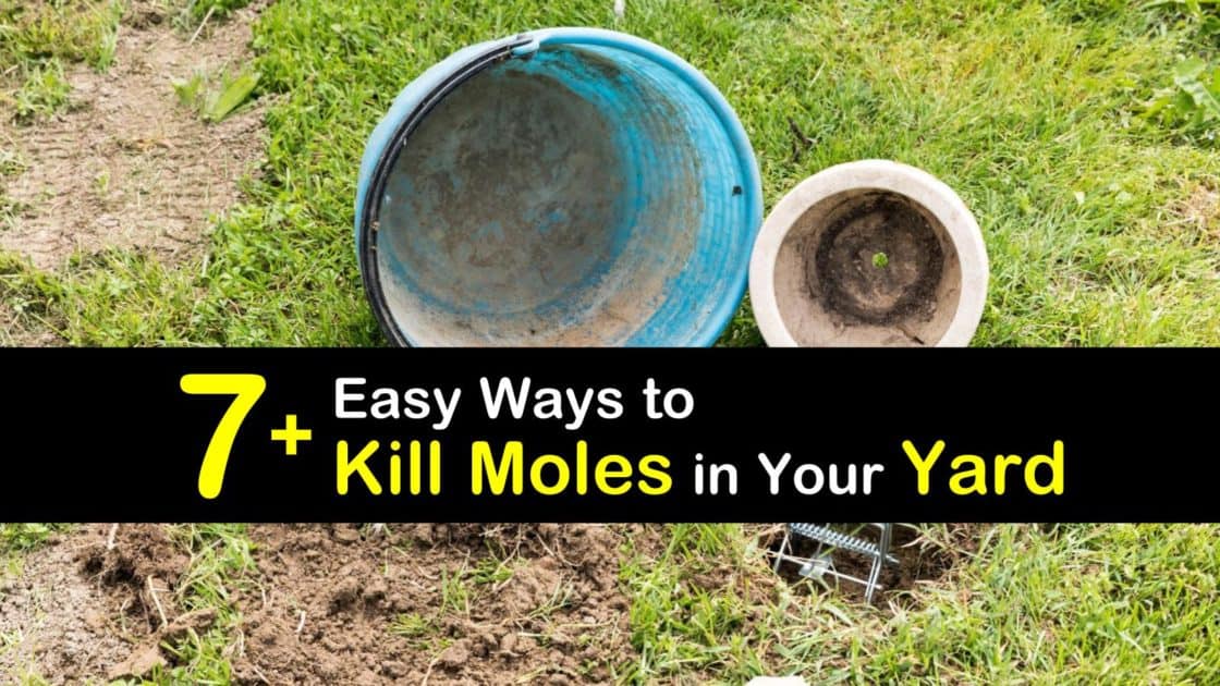 7 Easy Ways To Kill Moles In Your Yard