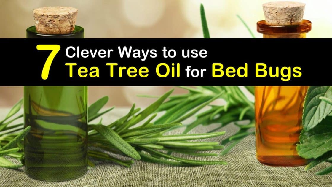 tea tree oil mattress bed bugs