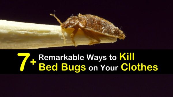 7+ Remarkable Ways to Kill Bed Bugs on Your Clothes