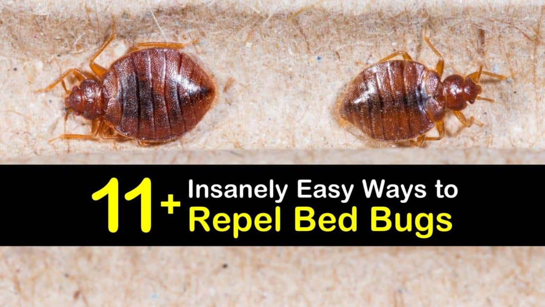 are there mattresses that repel bed bugs