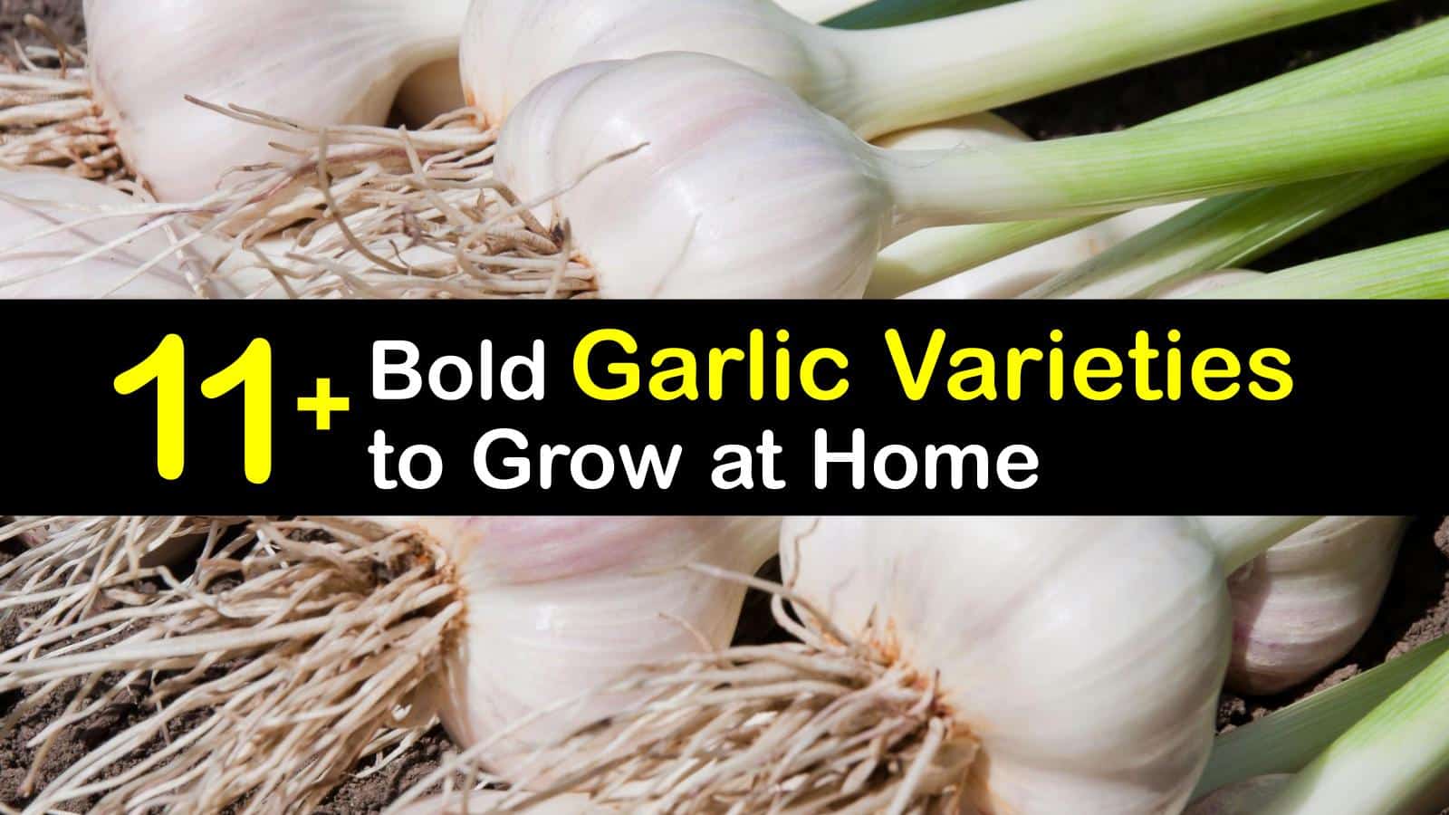 Garlic Types Chart