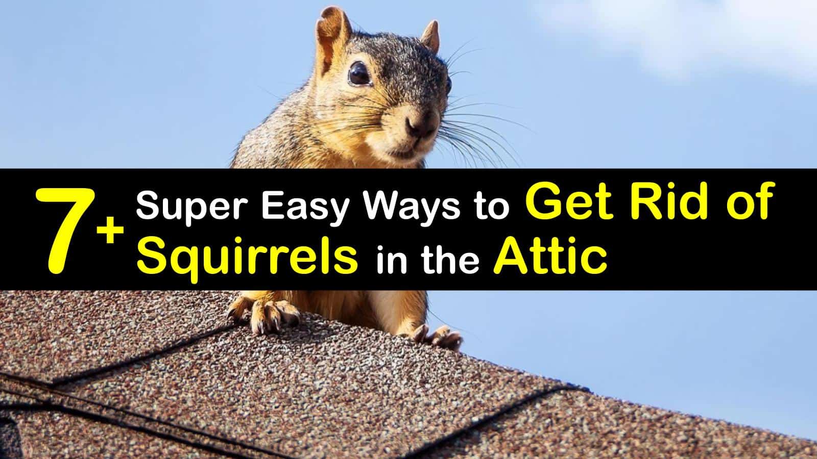 HOW TO GET RID OF SQUIRRELS LIVING IN MY ROOF - Apk By Plafon.Id