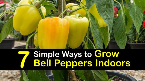 7 Simple Ways to Grow Bell Peppers Indoors