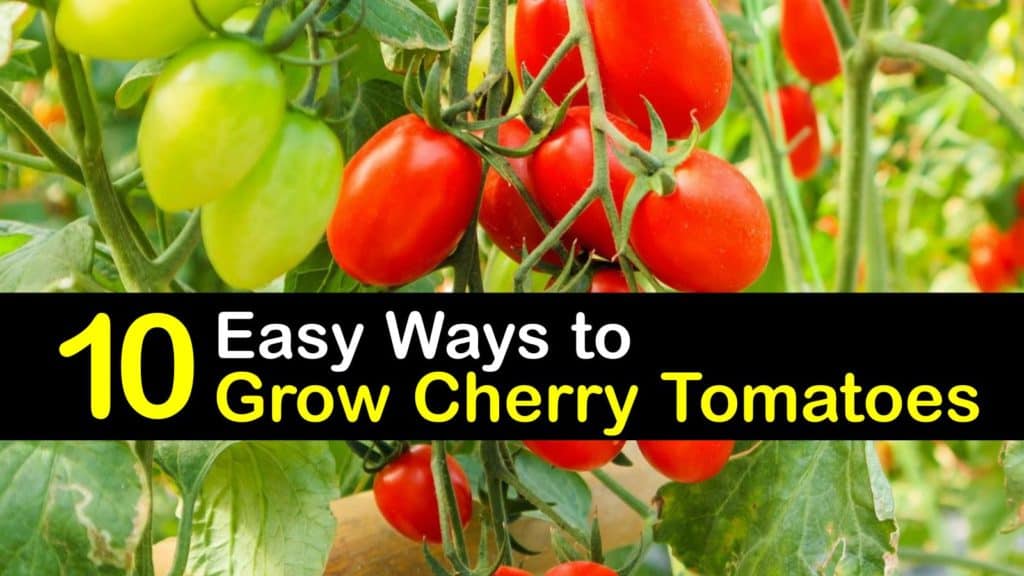 10 Easy Ways to Grow Cherry Tomatoes