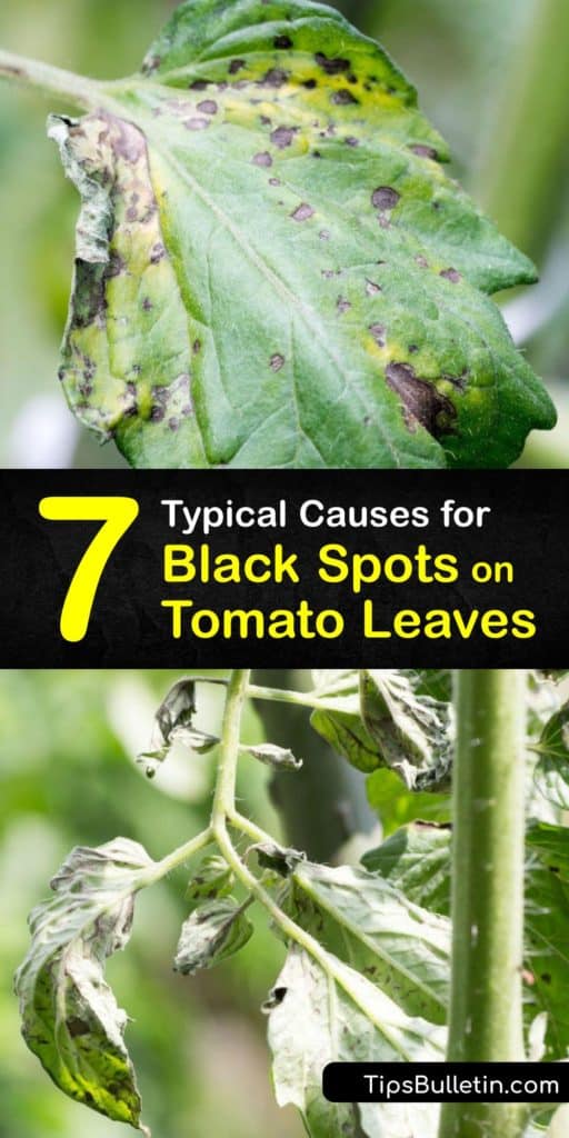 Oplev de vigtigste årsager til sorte pletter på tomatblade, fra svampesygdomme som tidlig rødme til bakteriel canker. Plus, lære at forhindre sorte pletter ved at anvende barkflis og pesticid og vanding konsekvent i hele vækstsæsonen. # tomat # blade # sygdomme #sort # pletter