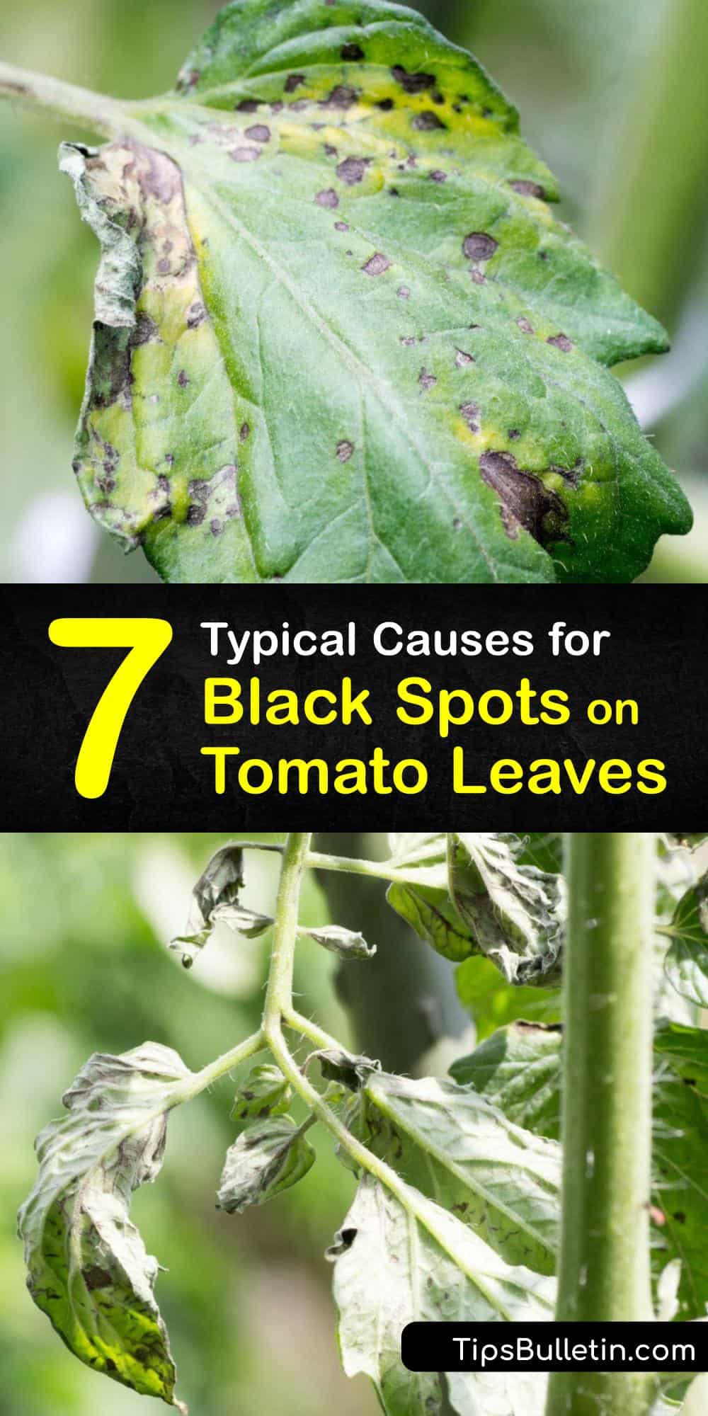 Black Spots On Tomato Leaves P1 