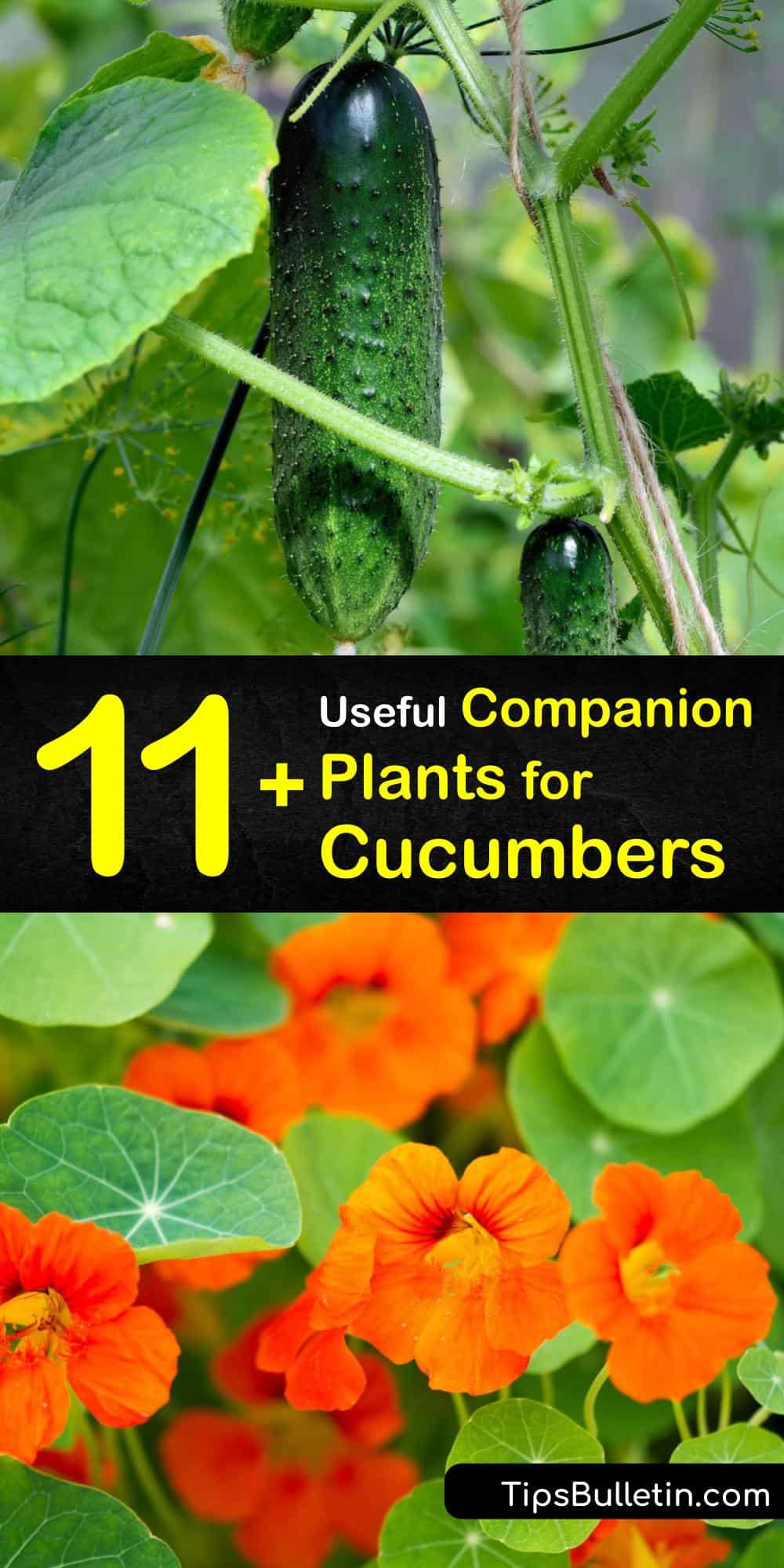 11 Useful Companion Plants For Cucumbers