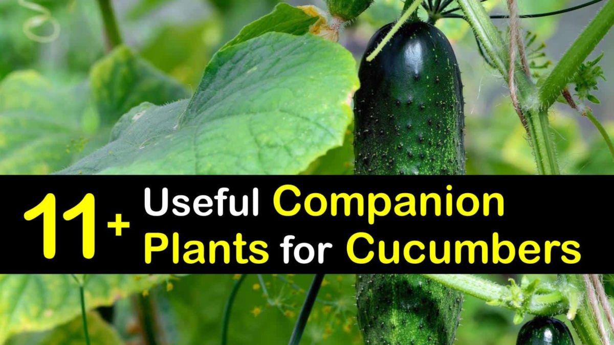 14+ Useful Companion Plants for Cucumbers