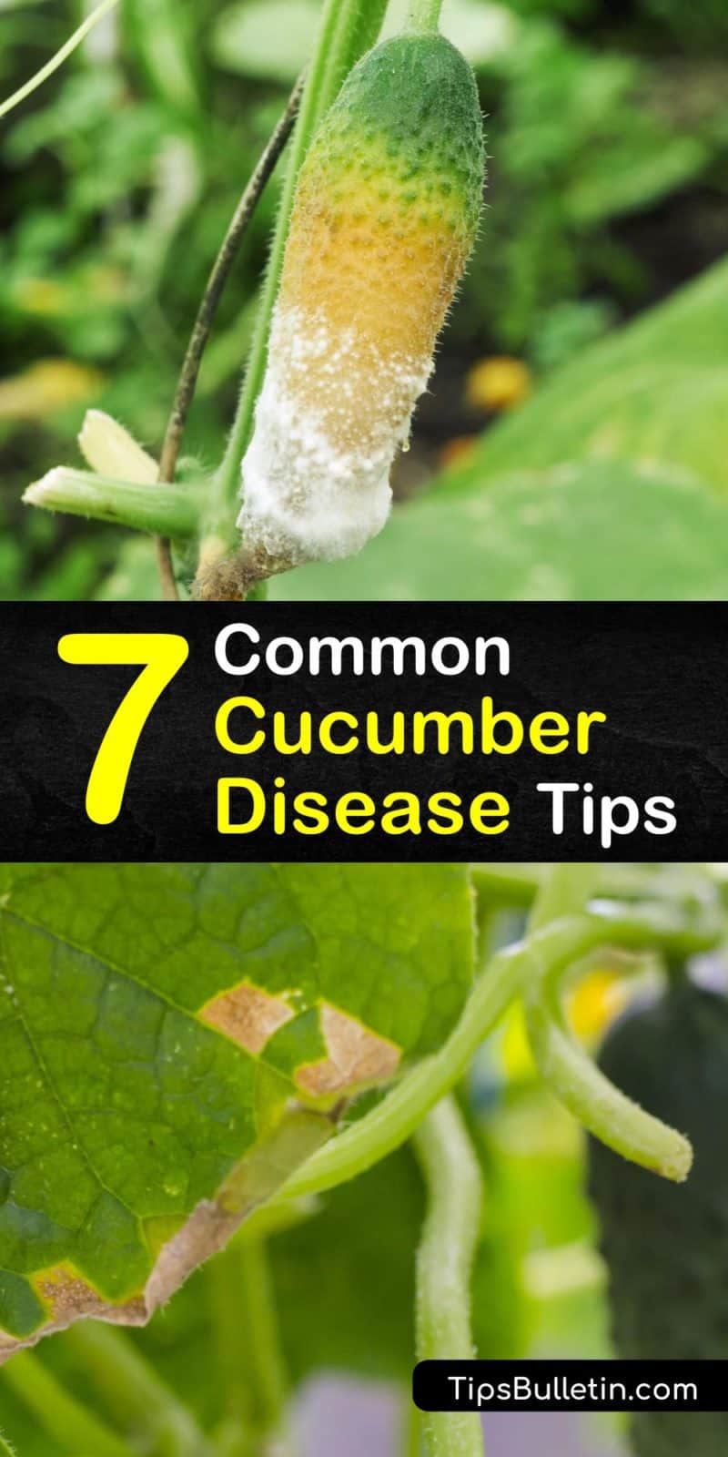 cucumber blight prevention