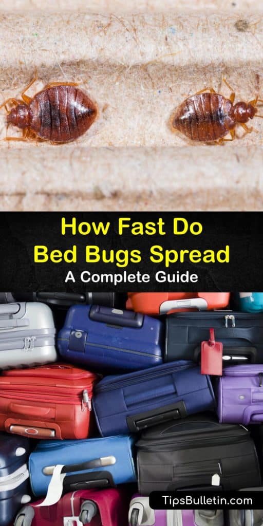 Bed bugs spread through the crevices in walls and hide in the baseboards and the box spring in your room. To handle nymphs and a bed bug infestation, use rubbing alcohol instead of pesticides to kill bed bugs. #how #bedbugs #spread #infestation #room