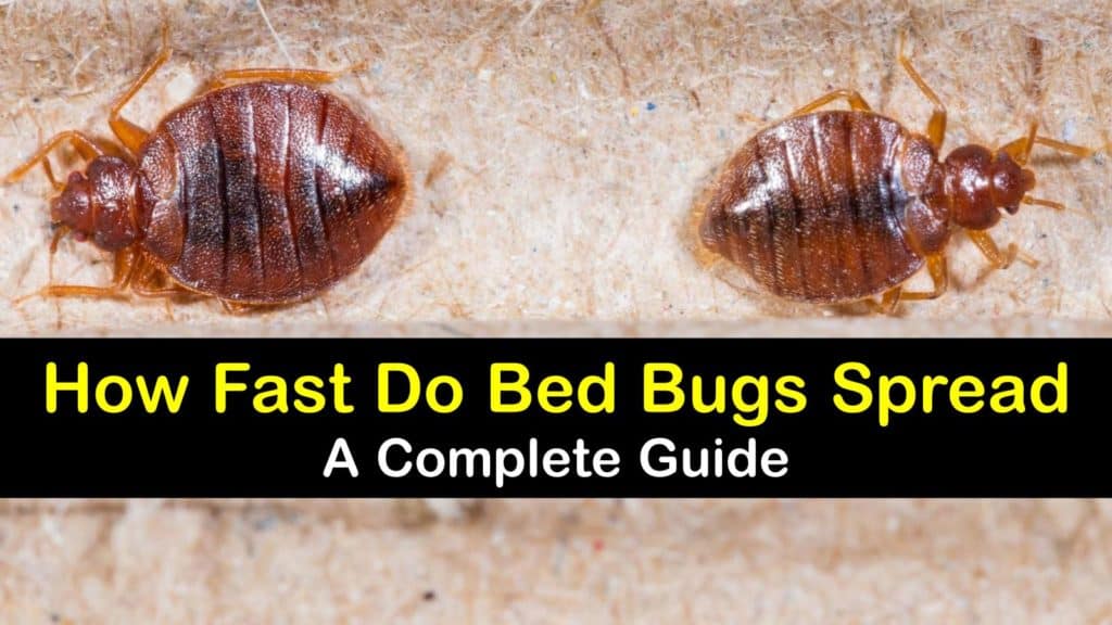 How Fast do Bed Bugs Spread from Room to Room titleimg1