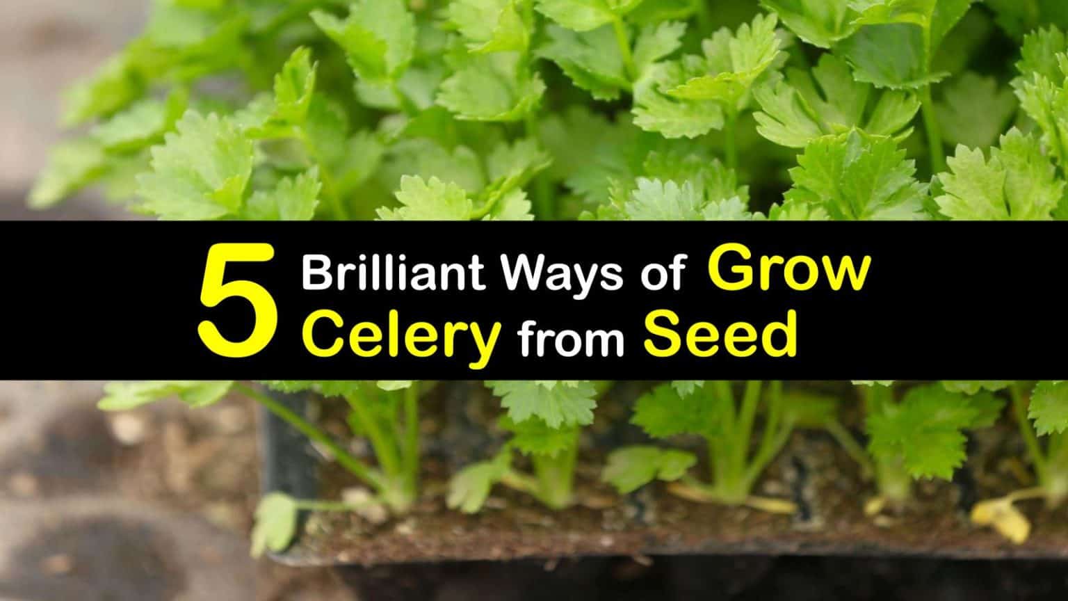 start celery seedlings
