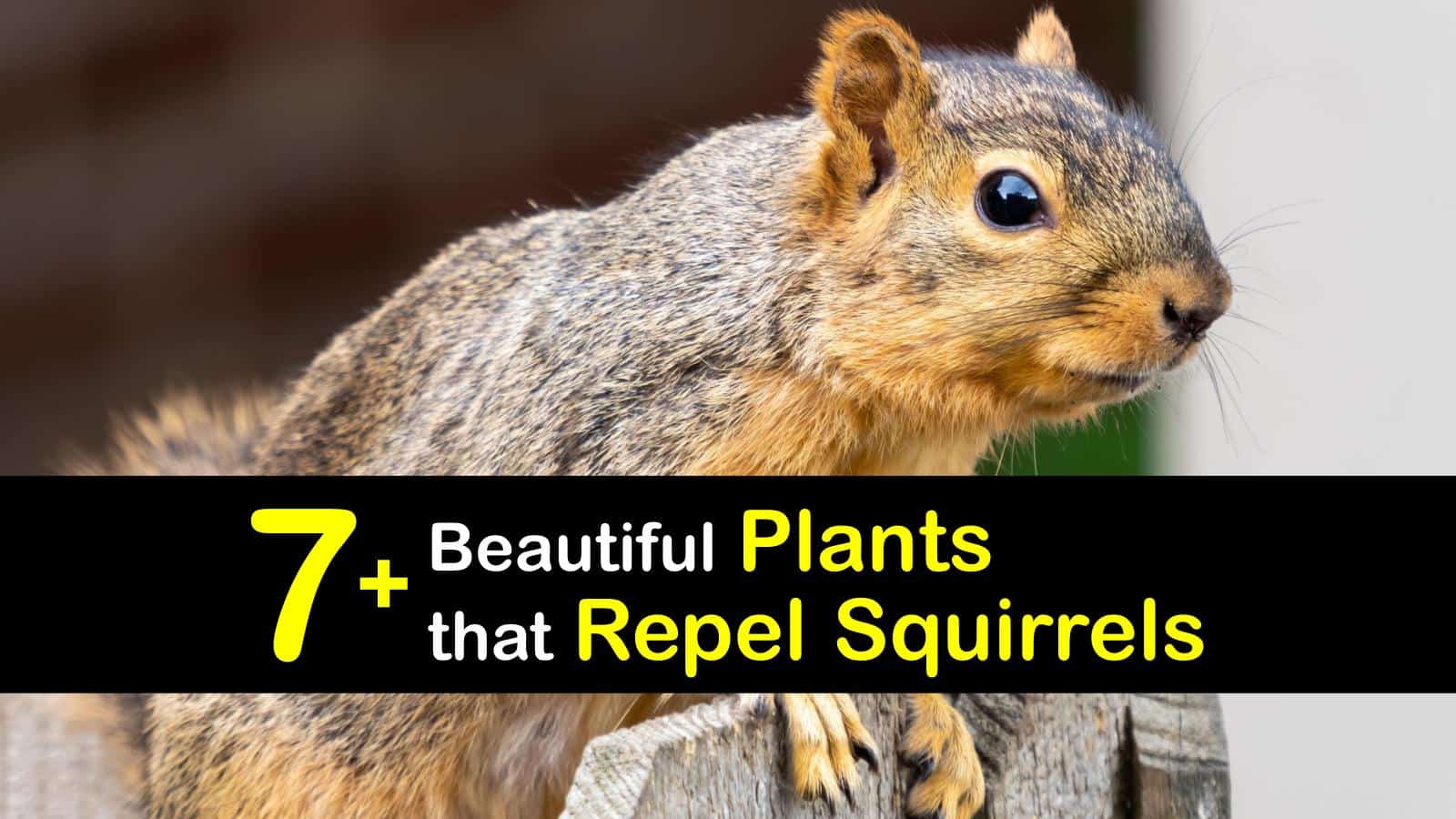 Plants That Repel Squirrels T1 