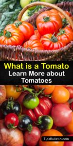 What is a Tomato - Learn More about Tomatoes