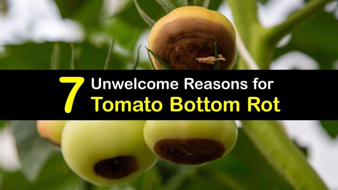 What Causes Bottom Rot On Tomatoes T1 1120x630 