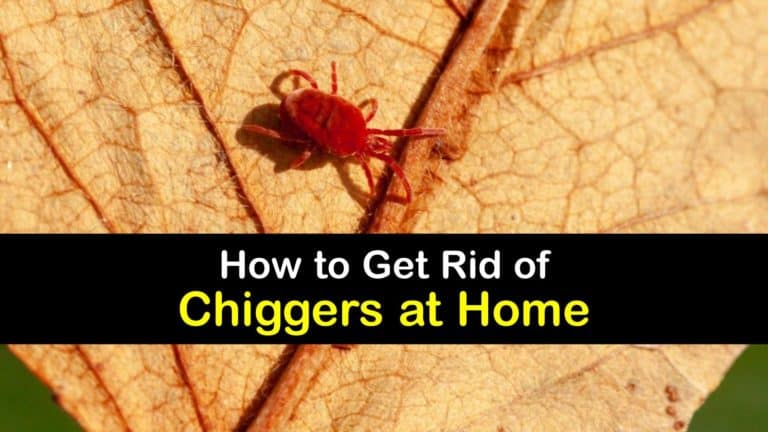 How Do You Get Rid Of Chiggers In Your House T1 768x432 
