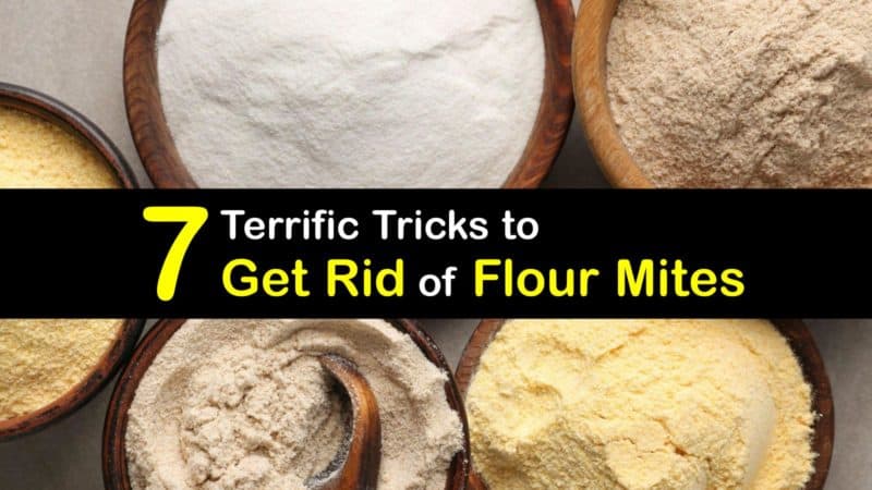 How To Get Rid Of Flour Mites T1 800x450 