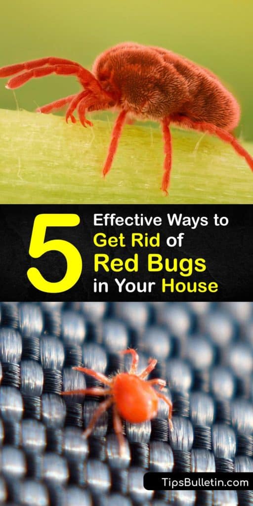 5 Effective Ways to Get Rid of Red Bugs in Your House