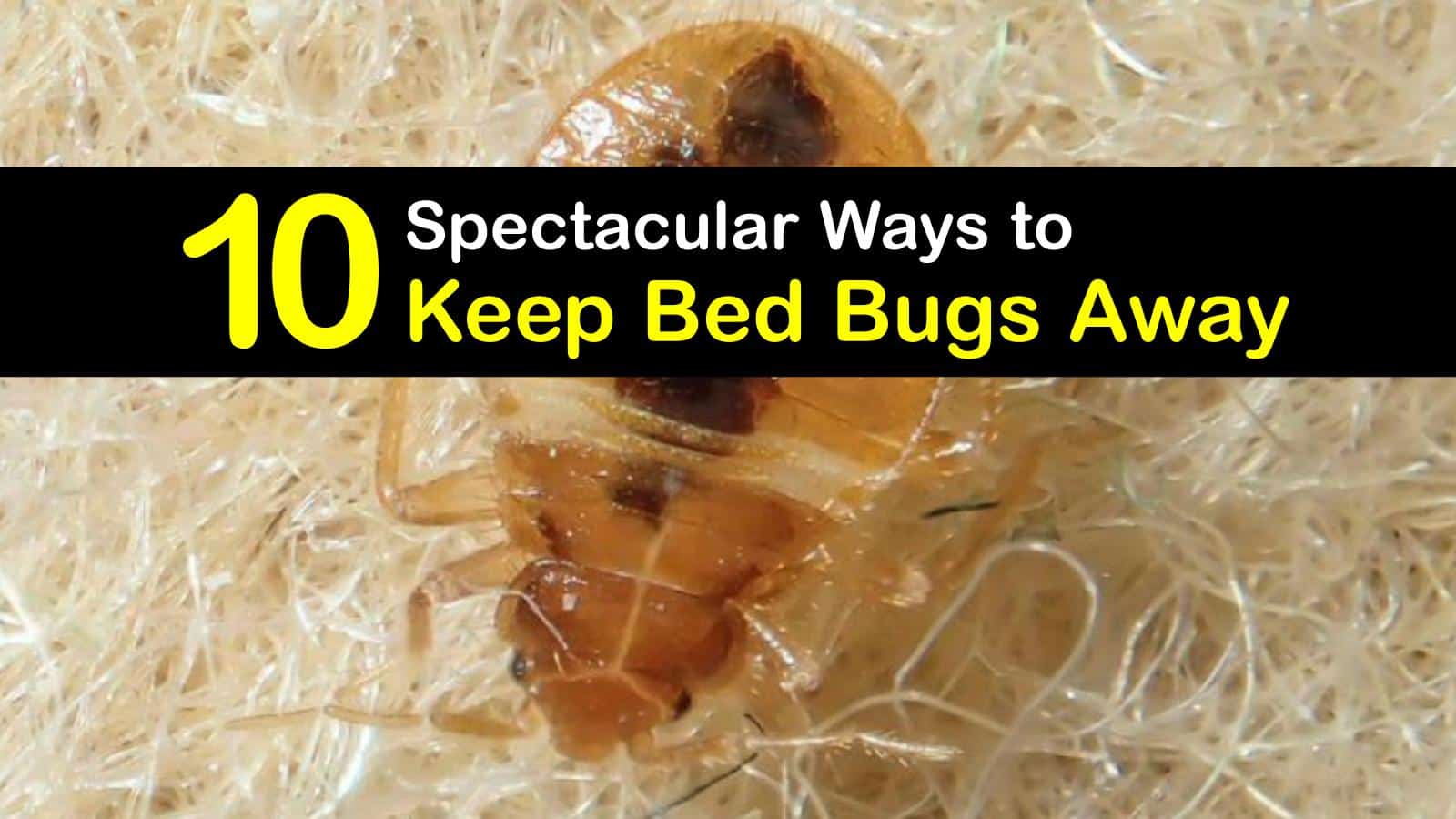 keep bed bugs from crawling up to mattress