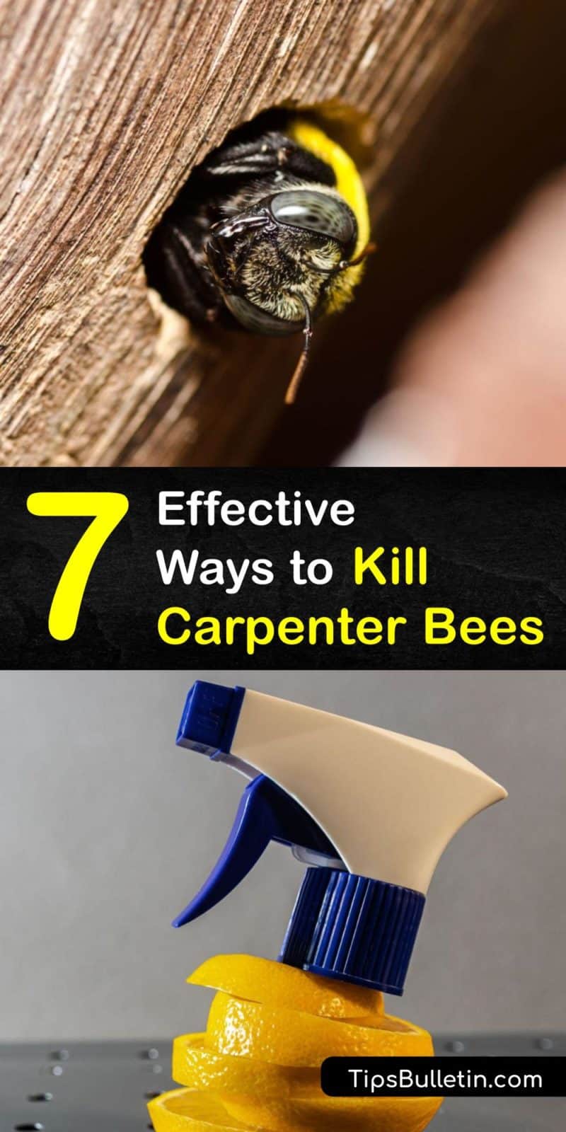 How To Kill Carpenter Bees P1 800x1600 
