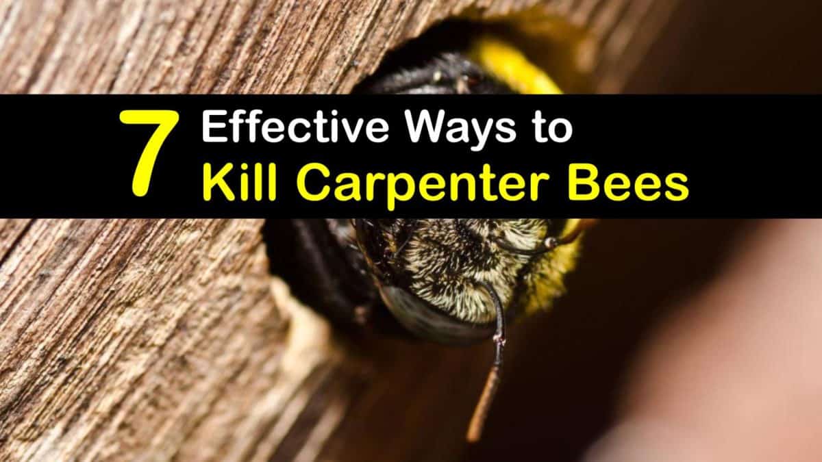 spraying for carpenter bees