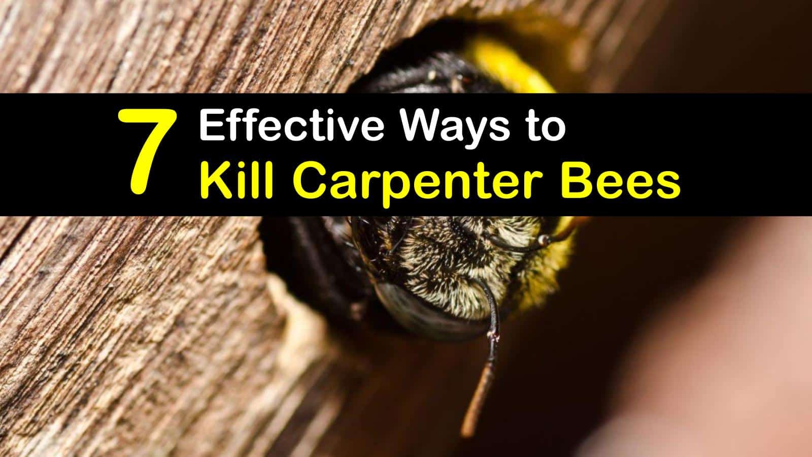How To Kill Carpenter Bees T1 