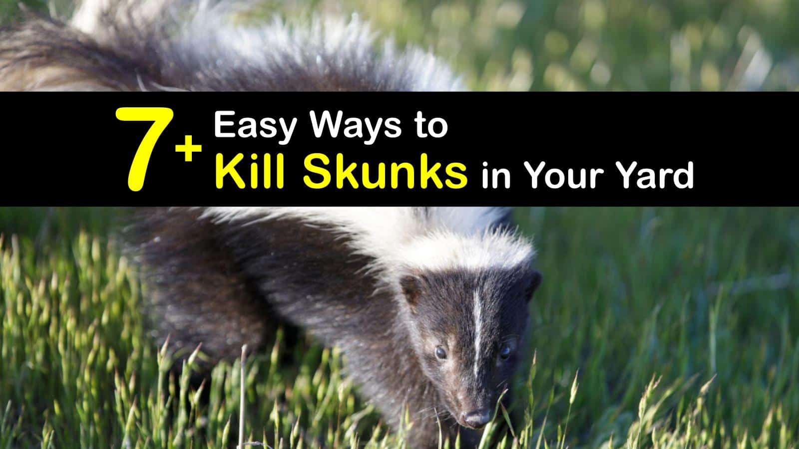 7 Easy Ways To Kill Skunks In Your Yard