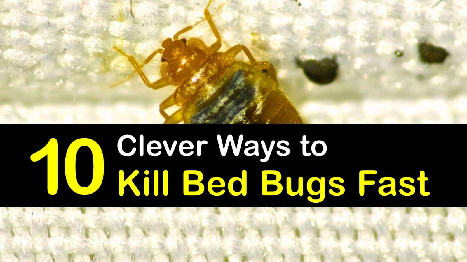 does keeping mattress in sun kill bed bugs