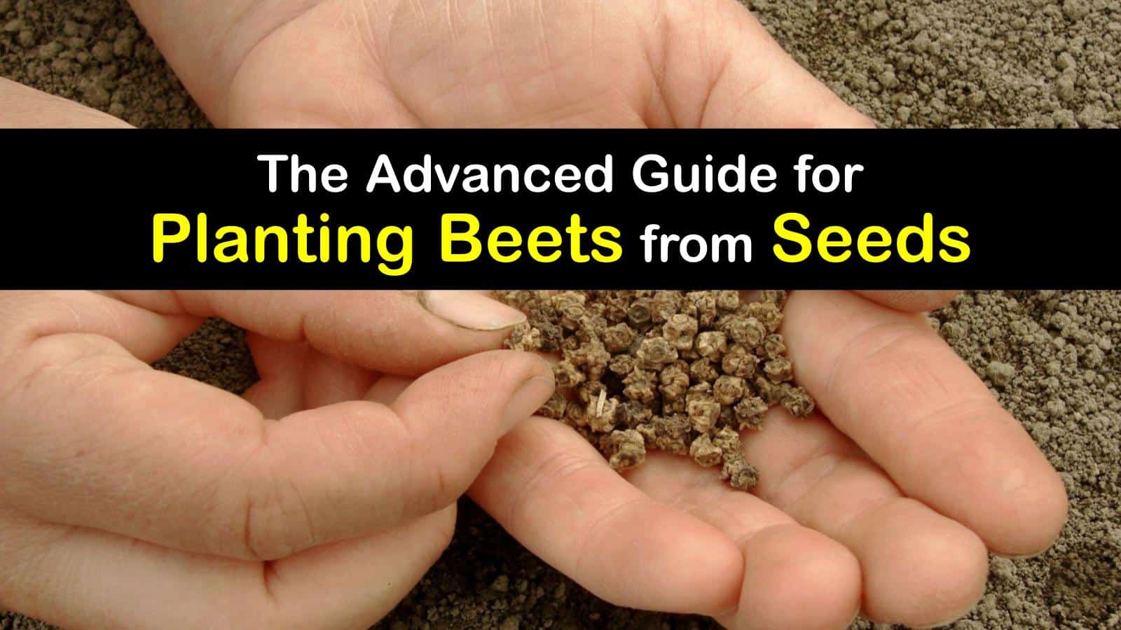 will birds eat beet seedlings