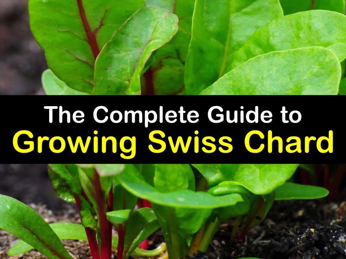 Growing Swiss Chard Awesome Tricks For Planting Swiss Chard