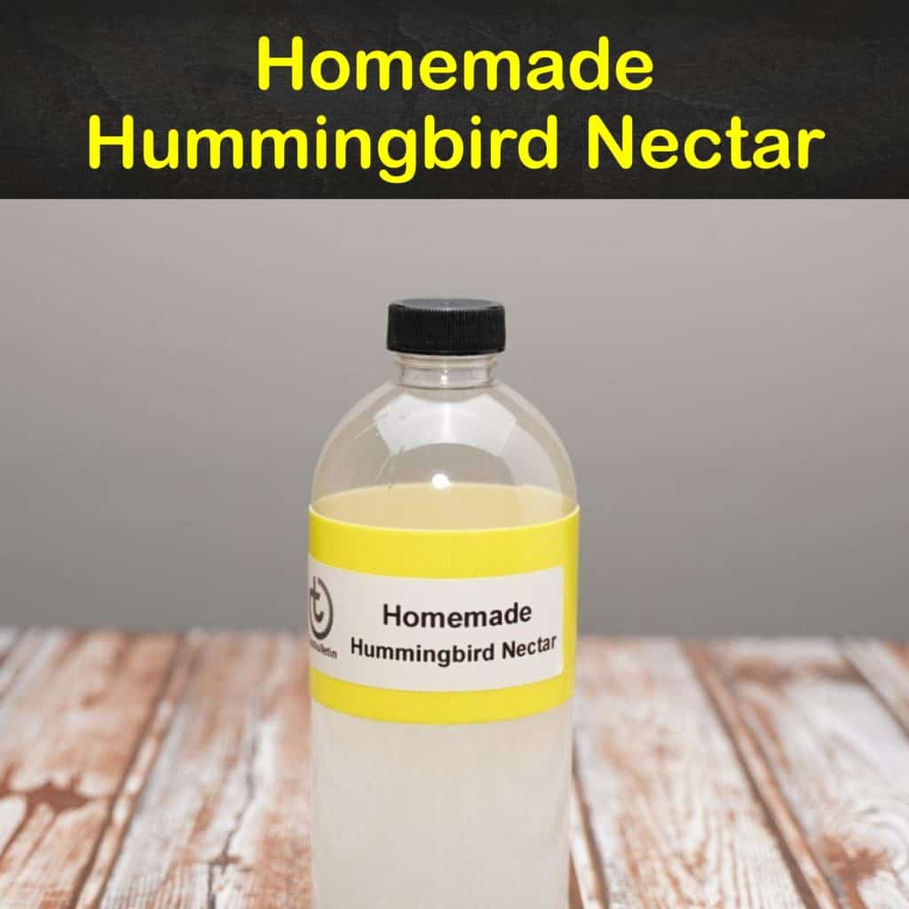 making homemade hummingbird nectar