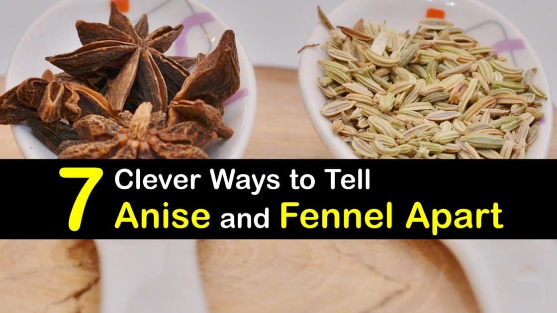 Anise: Uses, Side Effects, and More
