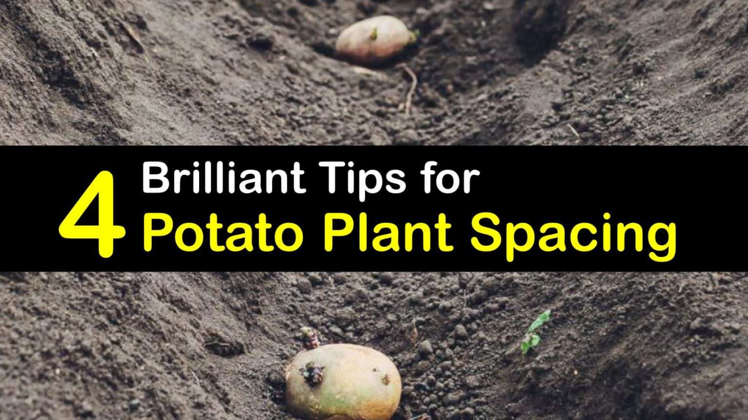 How Far Apart To Plant Potatoes T1 1536x864 