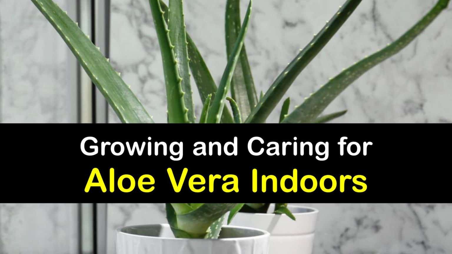 Growing Aloe Vera Inside Smart Ways To Plant Aloe Vera Indoors 9035