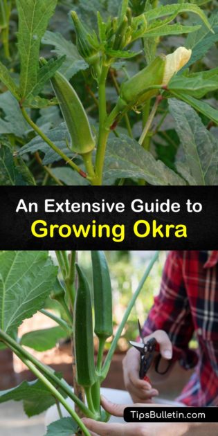 Tips for Okra Growing - Easy Tricks for Planting Okra