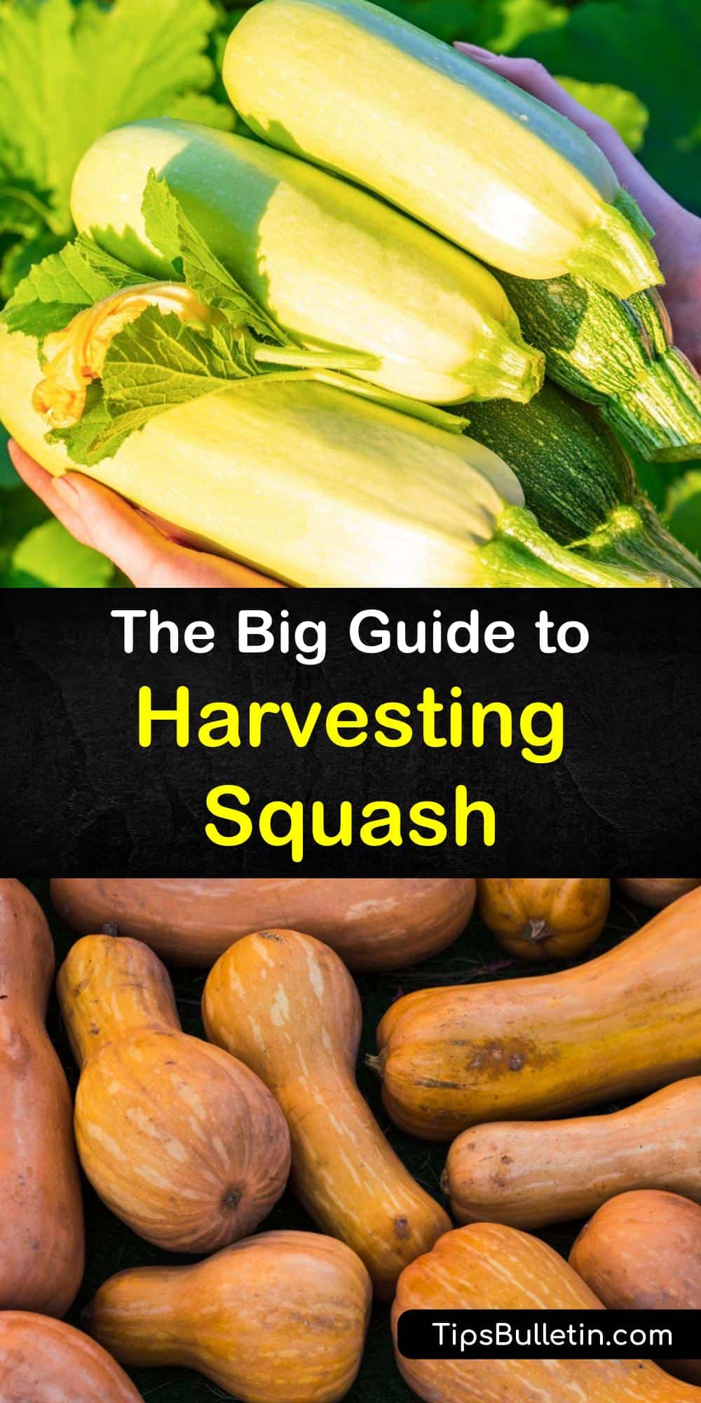 Squash Harvest Time - How to Pick Squash