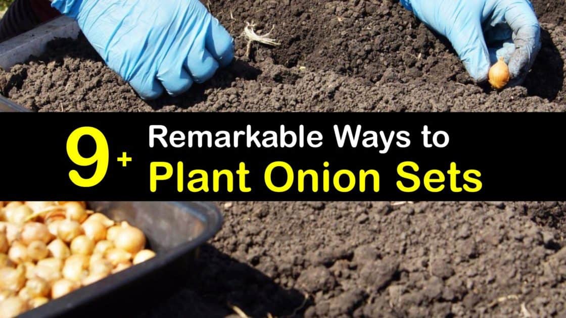 Tips for Planting Onion Sets Clever Tricks for Growing Onion Sets