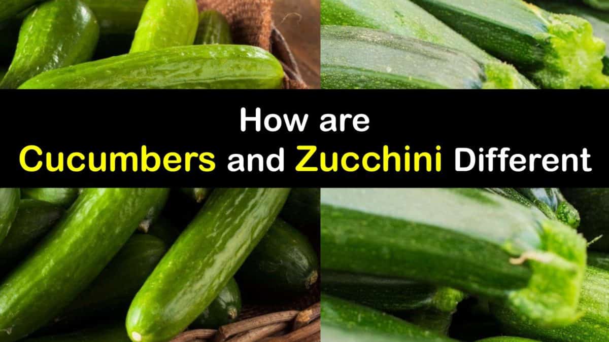can i use zucchini instead of cucumber