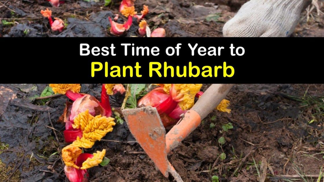 Growing Rhubarb Plants - Quick Tips for Rhubarb Planting Time