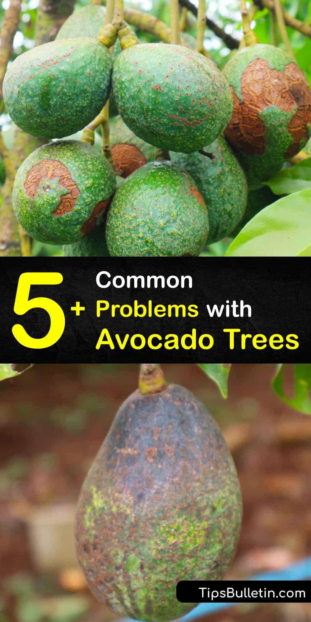 Avocado Tree Diseases What Is Wrong With My Avocados