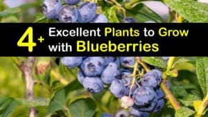 Companion Planting Blueberry Bushes - What Grows Well with Blueberries