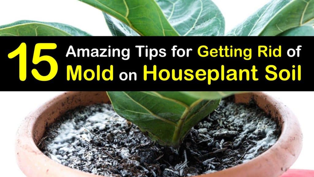 Plant Soil Diseases - Smart to Get Rid of Mold on