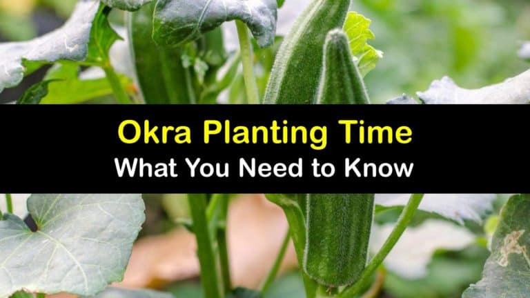Okra Growing - Awesome Guide for the Best Time to Plant Okra