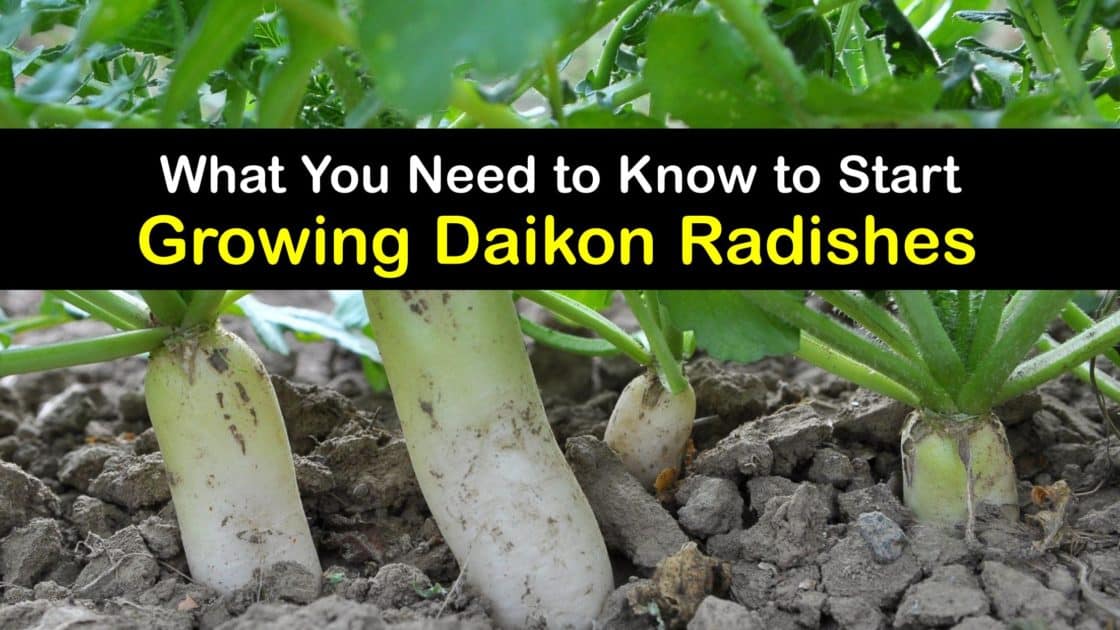 Growing Daikon Radish Plants Hands On Ways To Plant Daikon Radishes